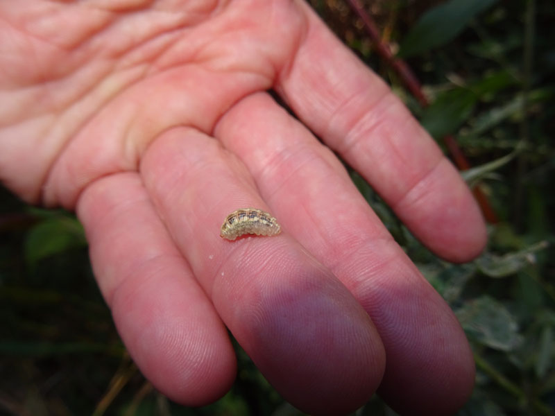 larva di Syrphidae....?